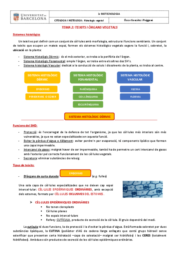 Miniatura del documento _CAPÍTOL 2. TEIXITS I ÒRGANS VEGETALS.pdf