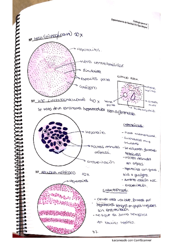 Miniatura del documento practica-higado.pdf