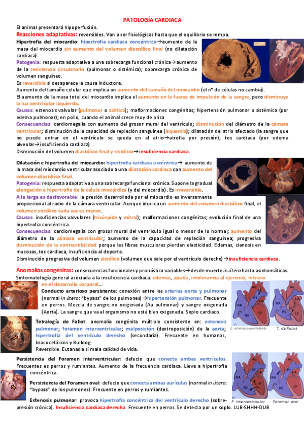 Miniatura del documento Todo-APE.pdf