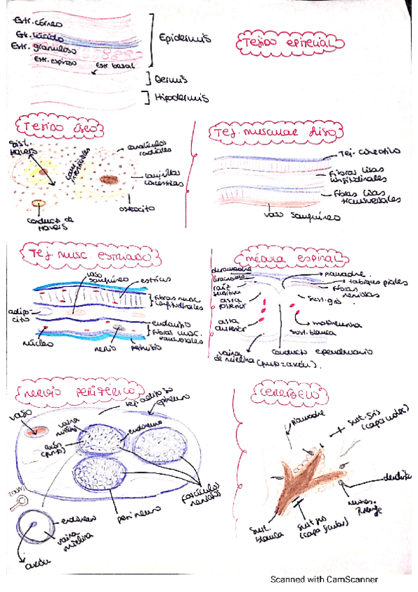 Miniatura del documento Dibujos-examen-de-microscopio.pdf