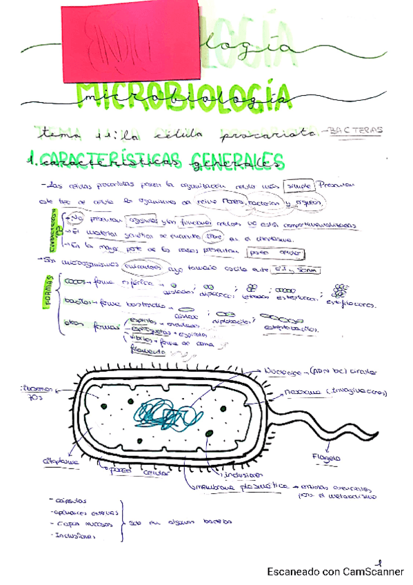 Miniatura del documento Tema-11-Marta-P.pdf