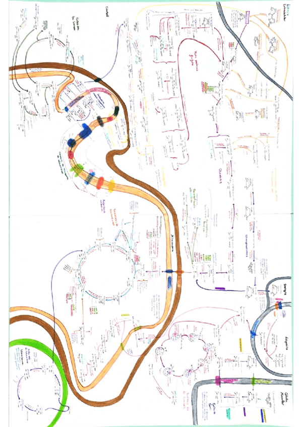 Miniatura del documento Bioquimica-mapa-metabolico.pdf