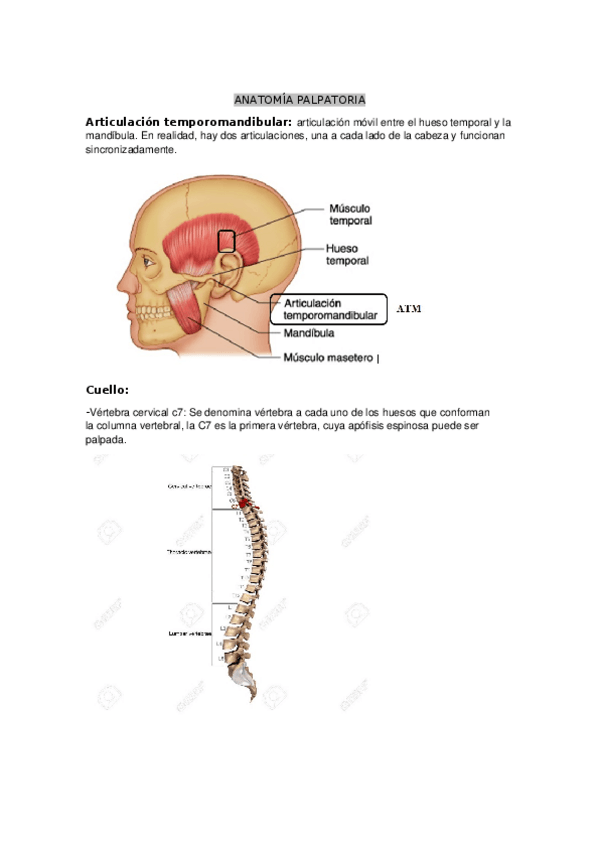 Miniatura del documento ANATOMIA-PALPATORIA.docx