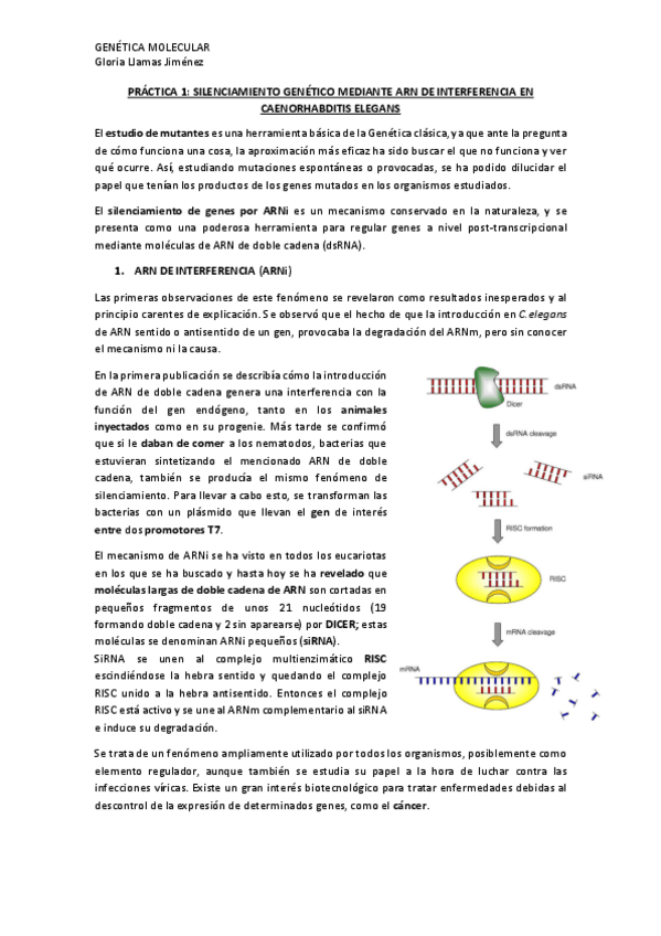 Miniatura del documento PRACTICA-1-SILENCIAMIENTO-GENETICO-MEDIANTE-ARN-DE-INTERFERENCIA-EN-CAENORHABDITIS-ELEGANS.pdf