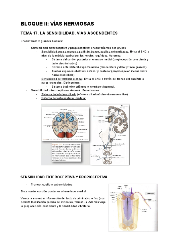 Miniatura del documento temas-anatomia-17-27.pdf