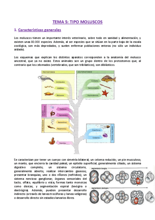Miniatura del documento TEMA-5-Zoologia.pdf