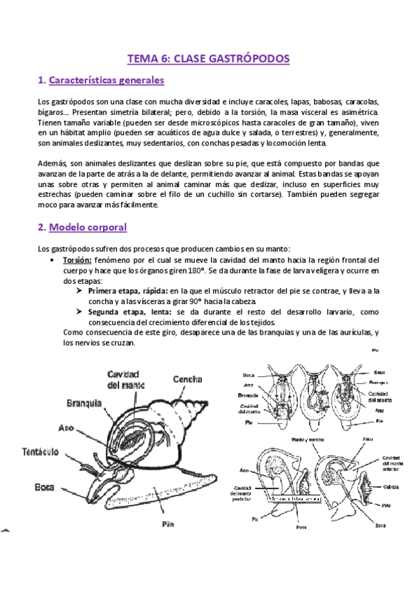 Miniatura del documento TEMA-6-Zoologia.pdf