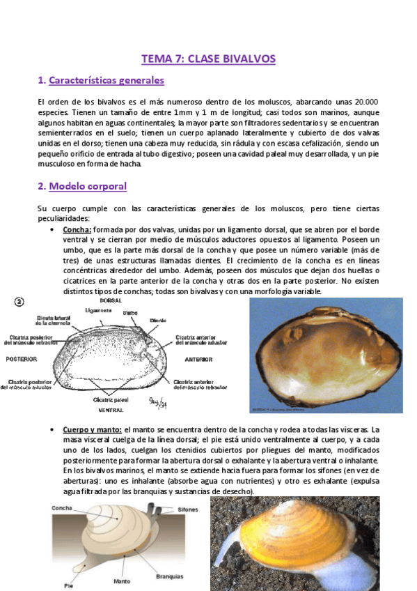 Miniatura del documento TEMA-7-Zoologia.pdf