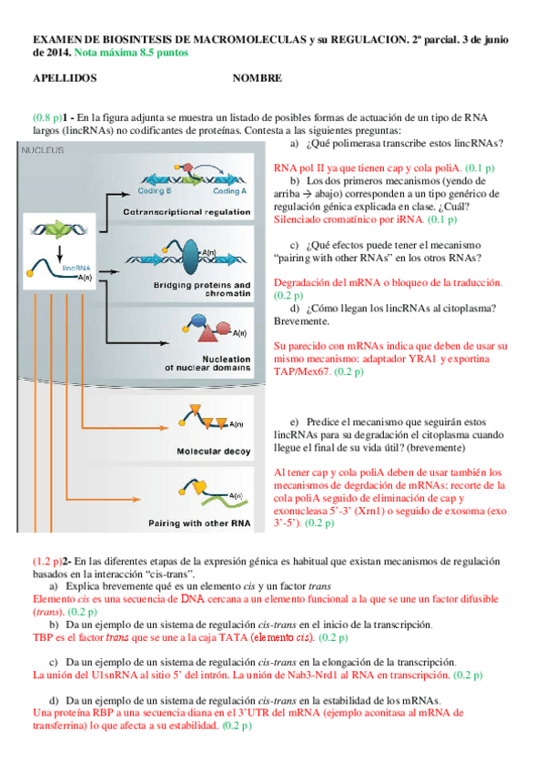 Miniatura del documento Examen-de-Biosintesis-de-Macromoleculas-del-2014-2o-parcial.pdf