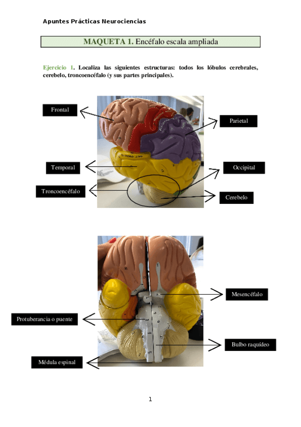 Miniatura del documento APUNTES-PRACTICAS-EXAMEN.docx