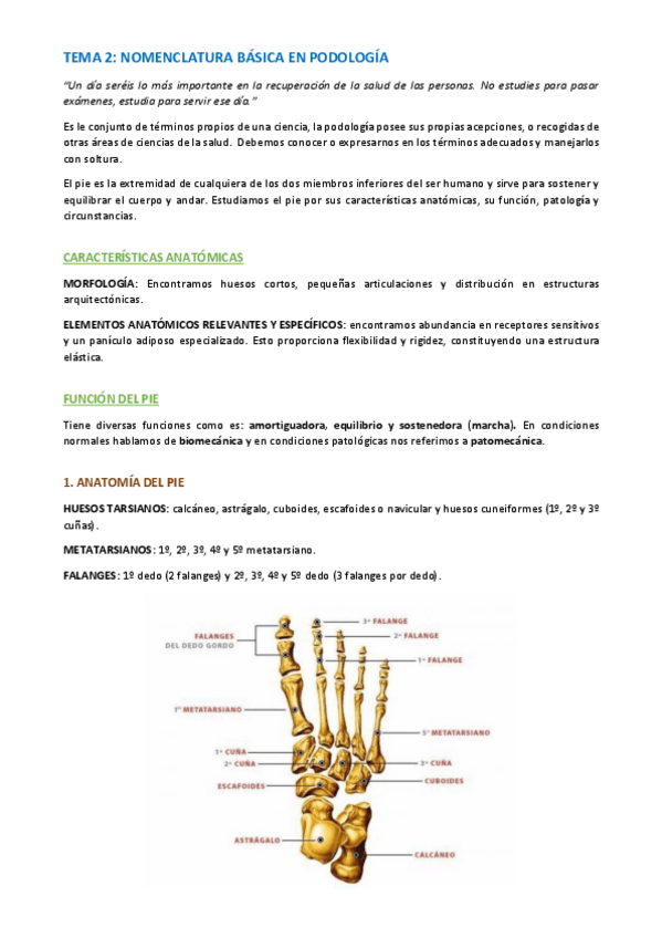 Miniatura del documento TEMA-PODOLOGIA-BASICA-Y-BIOMECANICA-7-13.pdf