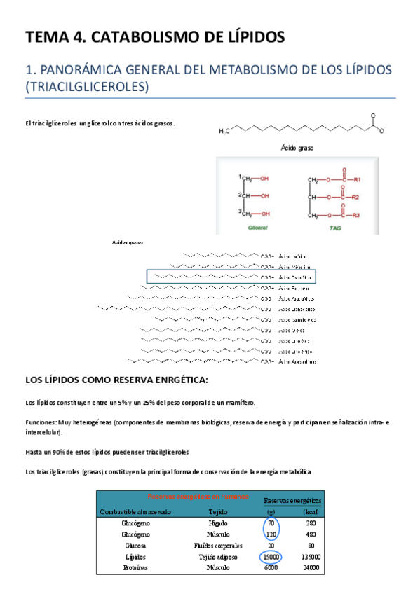 Miniatura del documento TEMA 4.pdf