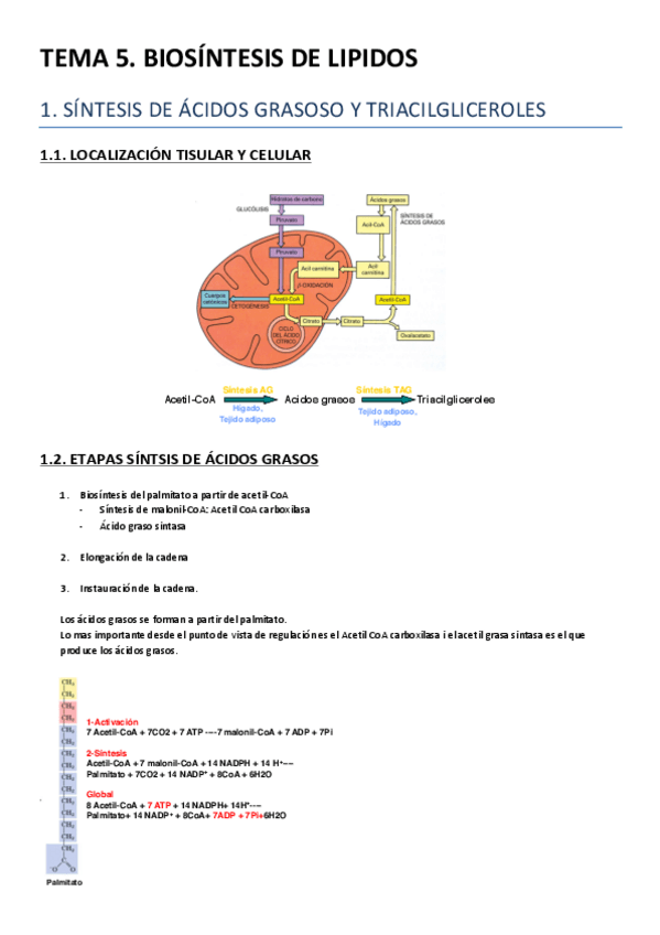 Miniatura del documento TEMA 5.pdf