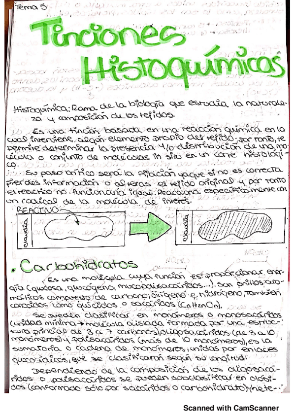 Miniatura del documento Tema-6-Tincion-Histoquimica.pdf