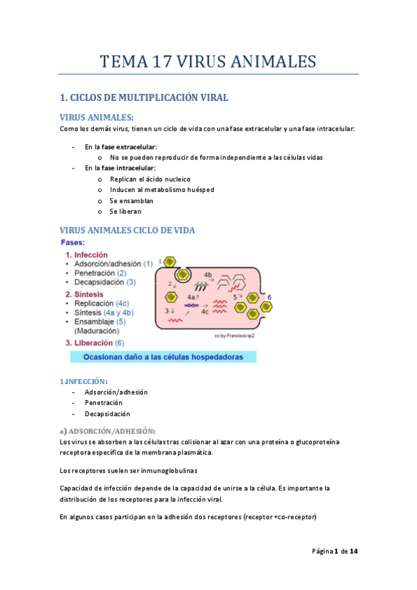 Miniatura del documento TEMA_17_MICRO_I_RODELAS.pdf