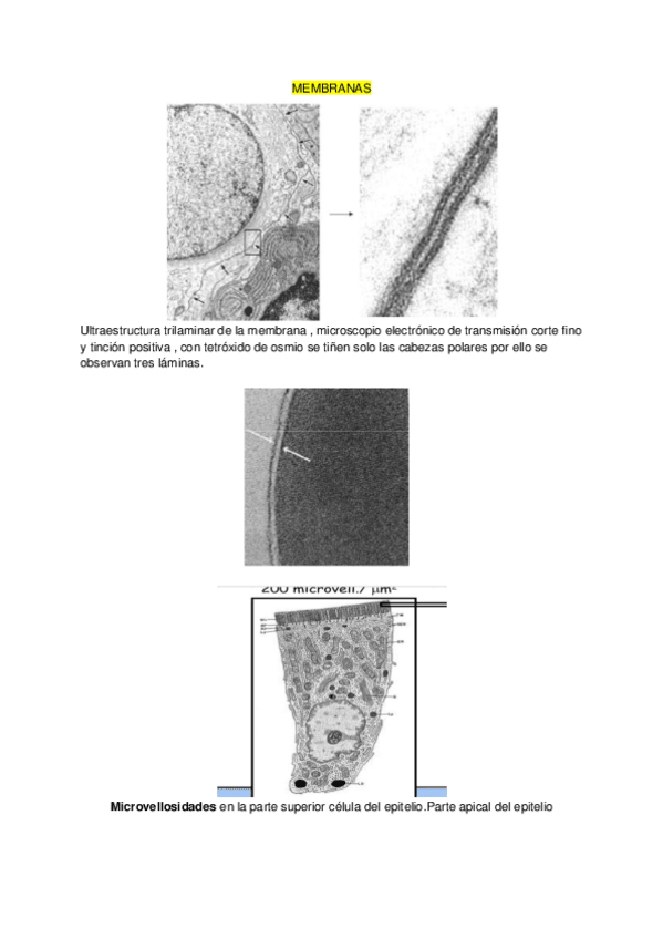 Miniatura del documento microscopia.pdf