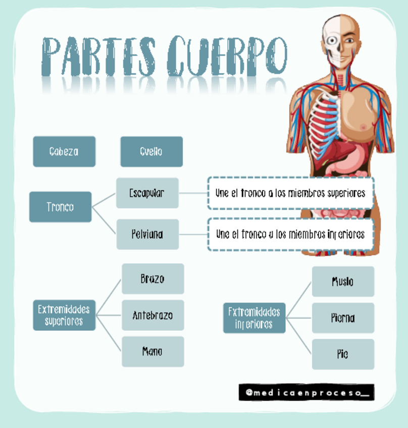 Miniatura del documento Partes-del-cuerpo.pdf