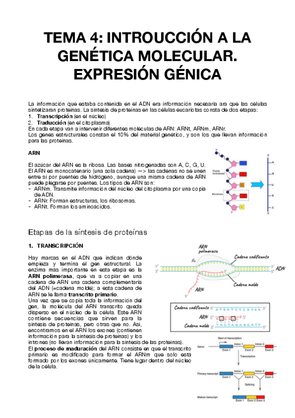Miniatura del documento TEMA-4-PSICOBIOLOGIA.pdf
