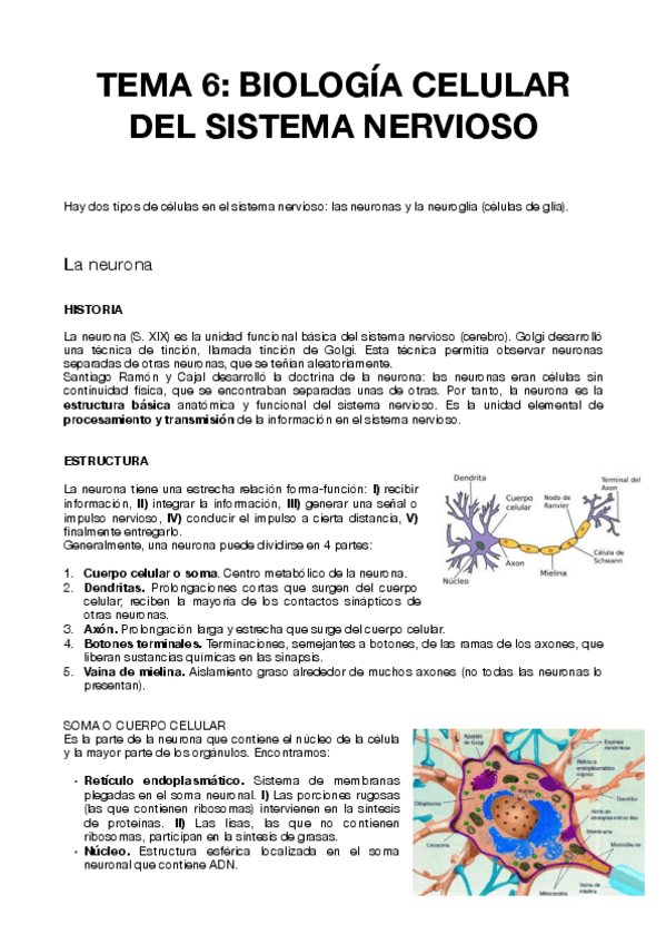 Miniatura del documento TEMA-6-PSICOBIOLOGIA.pdf