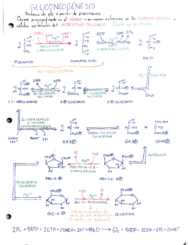 Miniatura del documento Apuntes-Fisiologia-parte-2.pdf
