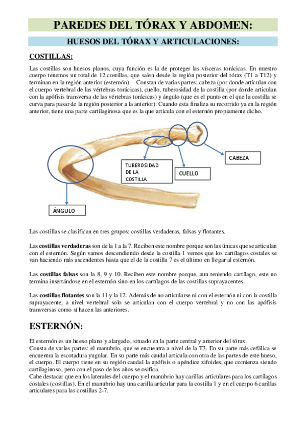 Miniatura del documento TORAX.pdf