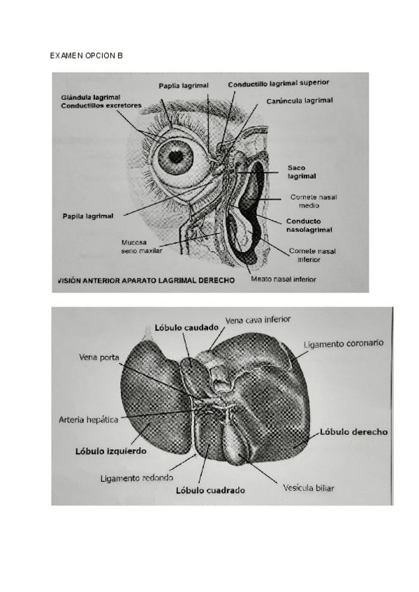 Miniatura del documento LAMINAS-EXAMEN-ANATOMIA-ENERO-2020.pdf