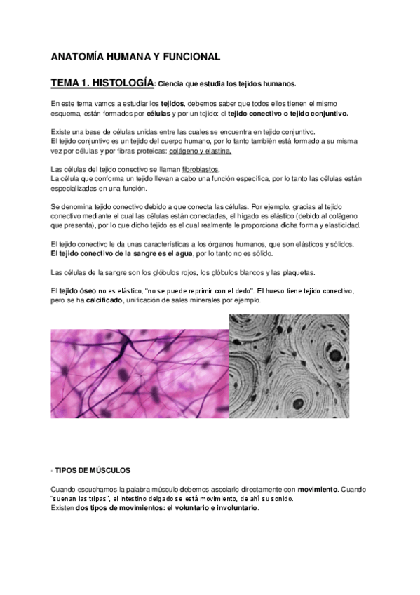 Miniatura del documento ANATOMIA-HUMANA-.pdf