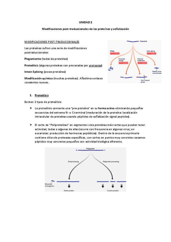 Miniatura del documento UNIDAD-2-Modificaciones-post-traduccionales-de-las-proteinas-y-senalizacion.pdf