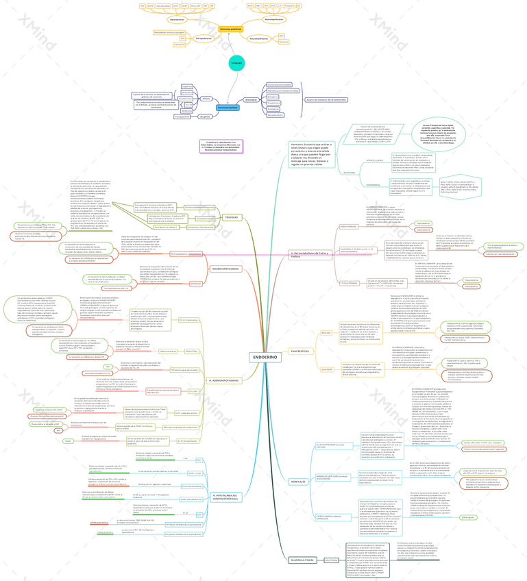Miniatura del documento Mapa-Mental-Sistema-Endocrino.pdf