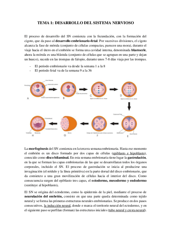 Miniatura del documento Apuntes-Psicobiologia.pdf