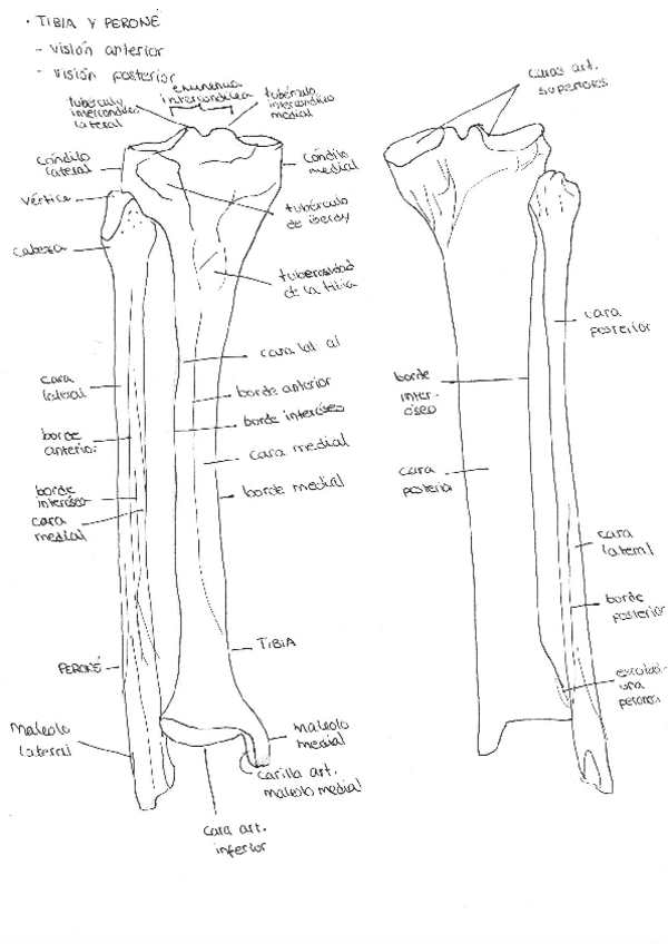 Miniatura del documento pdf-huesos-y-sistemas-2.pdf
