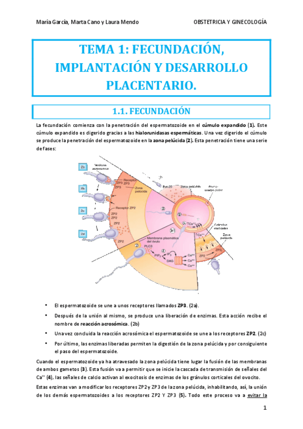Miniatura del documento TEMA-1-OBSTETRICIA.pdf