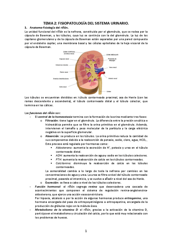 Miniatura del documento Tema-2-Fisiopatologia-del-sistema-urinario.pdf