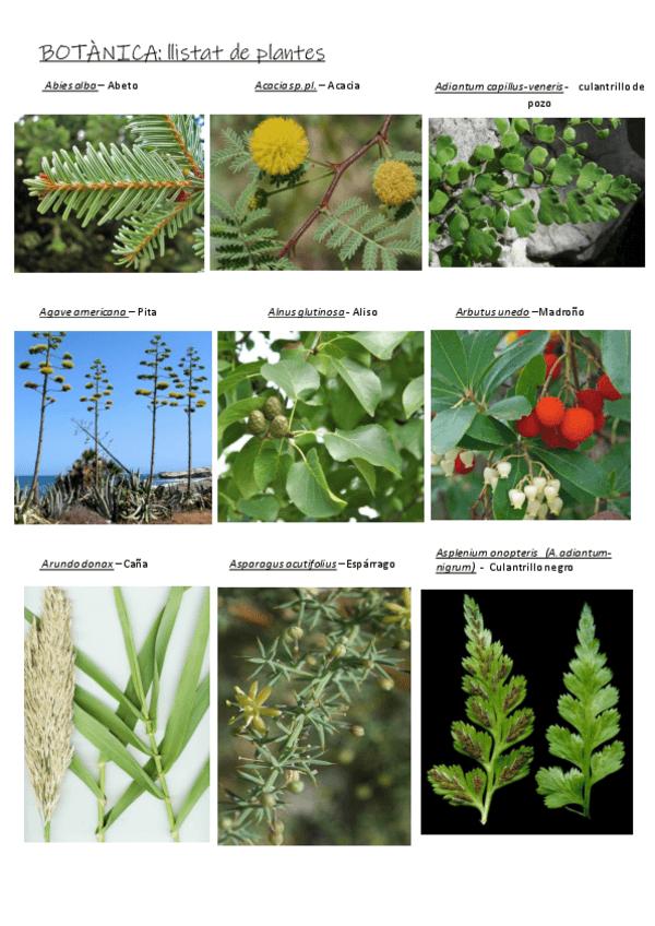 Miniatura del documento BOTANICA-guia-de-plantas.pdf