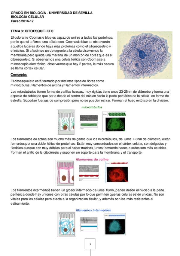 Miniatura del documento TEMA 3 biologia celular.pdf