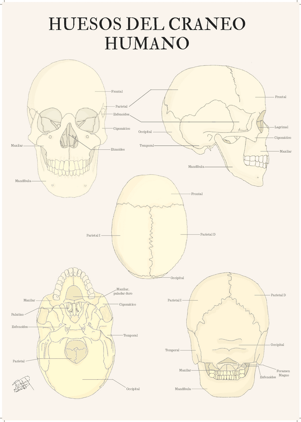 Miniatura del documento Lamina-huesos-del-craneo.pdf