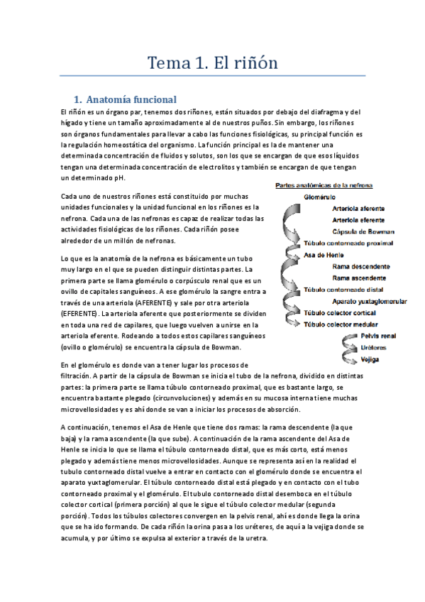 Miniatura del documento Sistema-excretor.pdf