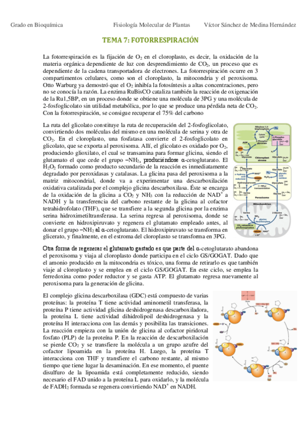 Miniatura del documento Tema 7. Fotorrespiración VSM.pdf