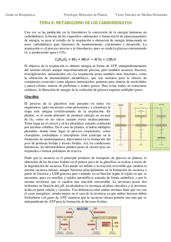 Miniatura del documento Tema 8. Metabolismo de los carbohidratos VSM.pdf