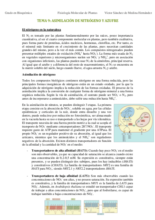 Miniatura del documento Tema 9. Asimilación de nitrógeno y azufre VSM.pdf