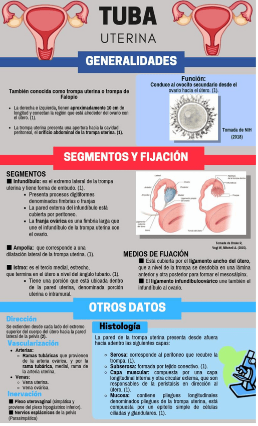 Miniatura del documento Infografia-tuba-uterina.pdf