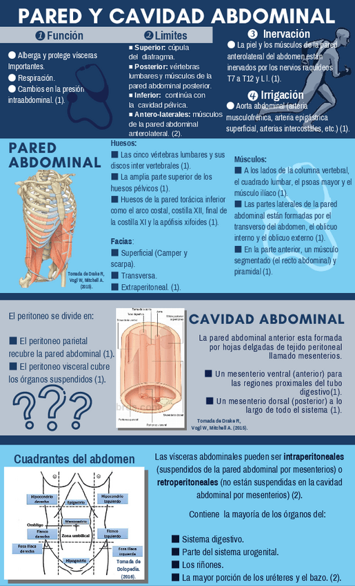 Miniatura del documento PARED-Y-CAVIDAD-ABDOMINAL.pdf