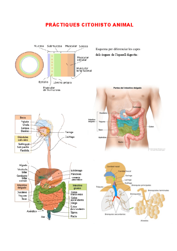 Miniatura del documento PRACTIQUES.pdf
