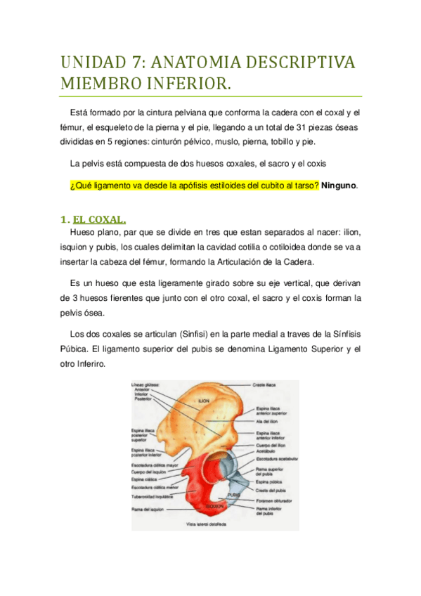 Miniatura del documento UNIDAD 7 Miembro Inferior..pdf