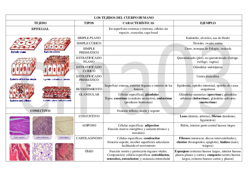 Miniatura del documento Tabla-resumen-tejidos.pdf