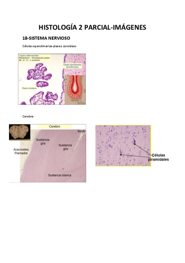 Miniatura del documento HISTOLOGIA-2-PARCIAL-PARA-EXAMEN.pdf