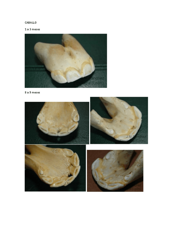 Miniatura del documento Bocas.pdf