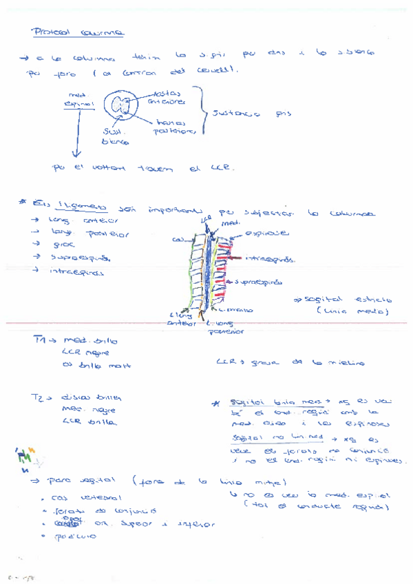 Miniatura del documento apuntes-columna.pdf