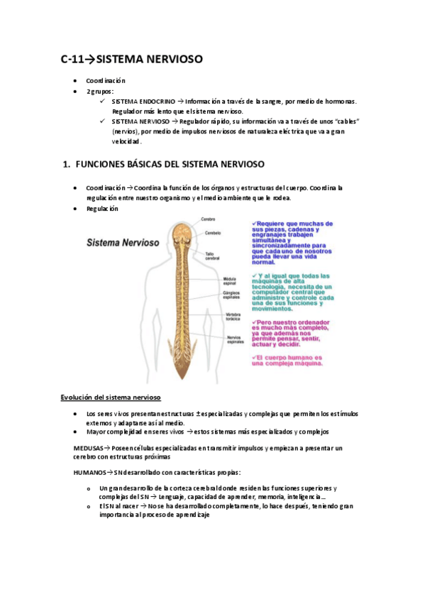 Miniatura del documento RESUMENSISTEMANERVIOSO.pdf