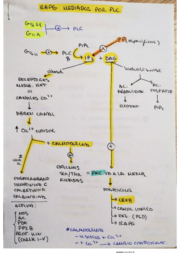 Miniatura del documento esquema-RAPG-mediados-PLC.pdf